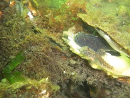 blennies ou  gobies