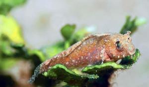 Blenniidae Salarias?