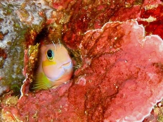 Blenniidae. Mer. Indonesie.