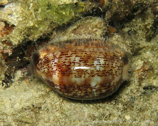 Blennis-Gobies- Je suis toujours perdu ...