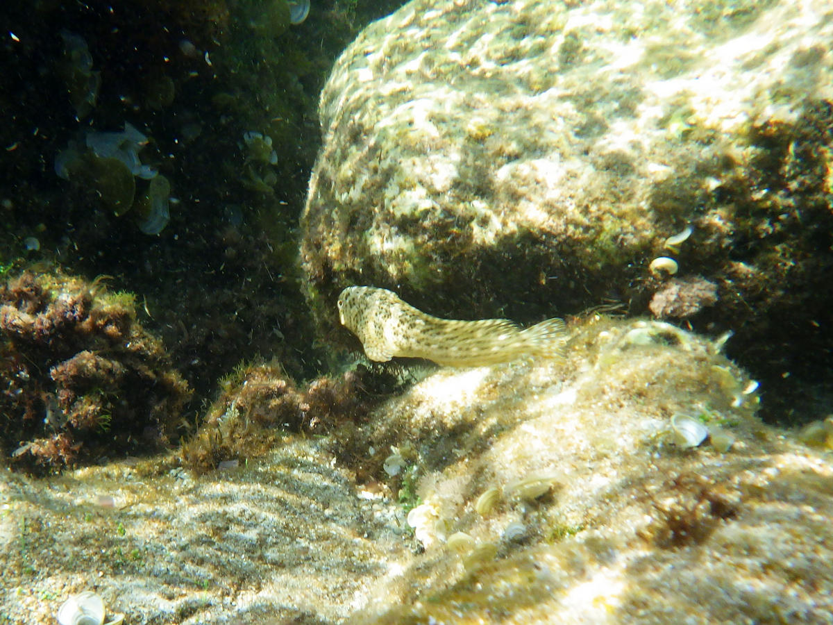 Blenny species