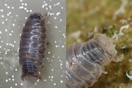 Bonjour, de quelle espèce s'agit-il SVP ?