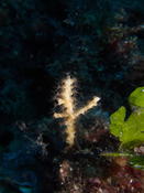 bonjour est ce un corail ou une anémone merci