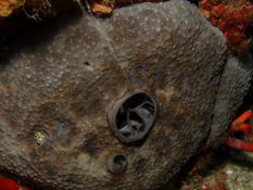 bonjour est ce une ircinie reticulée ?
