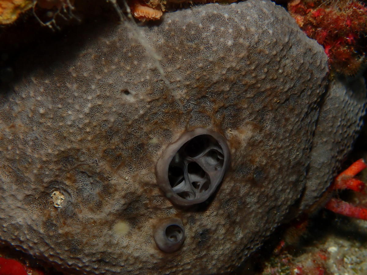 bonjour est ce une ircinie reticulée ?