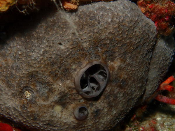 bonjour est ce une ircinie reticulée ?