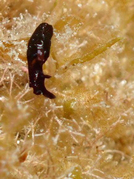 bonjour est ce une larve ou un adulte de nudibranche ?