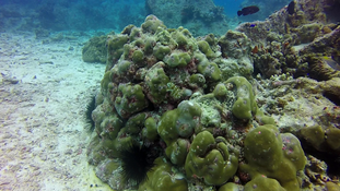 bonjour , je n'ai pas réussi à identifier ce poisson 