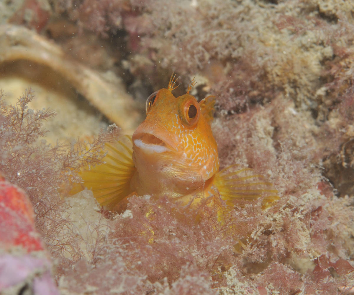 <p>D'accord avec François pour <em>Parablennius pilicornis </em>bretonne<em>.</em></p>