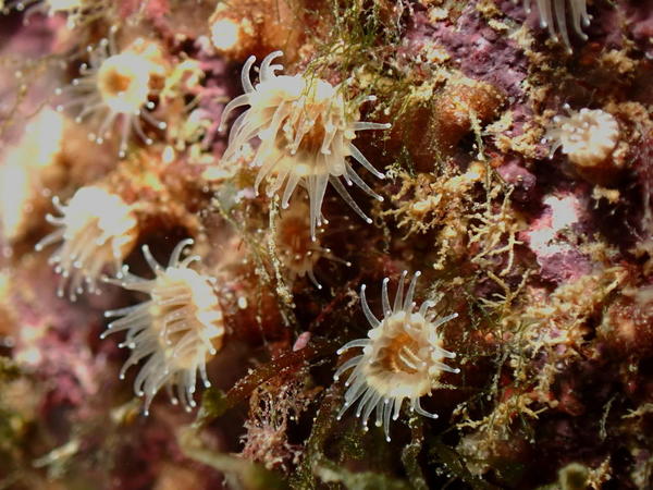 Bonjour quelle est cette anémone minuscule merci