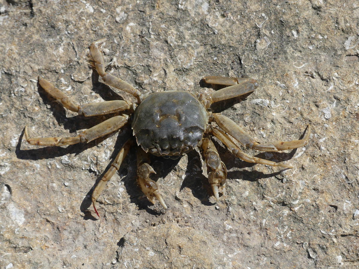 Bonjour, quelle est cette espèce de crabe pris dans l'écluse du port de Boulogne sur mer ? Merci