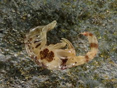 Bonjour, quelle est cette espèce SVP ? (Gammaridae ?)