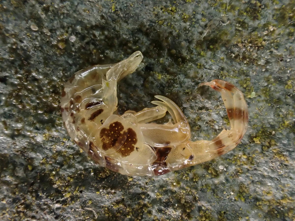 Bonjour, quelle est cette espèce SVP ? (Gammaridae ?)