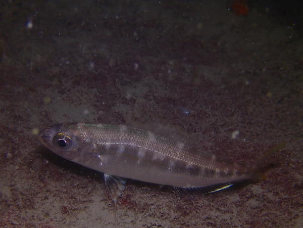 bonjour quelle poisson est ce (livrée nuit)