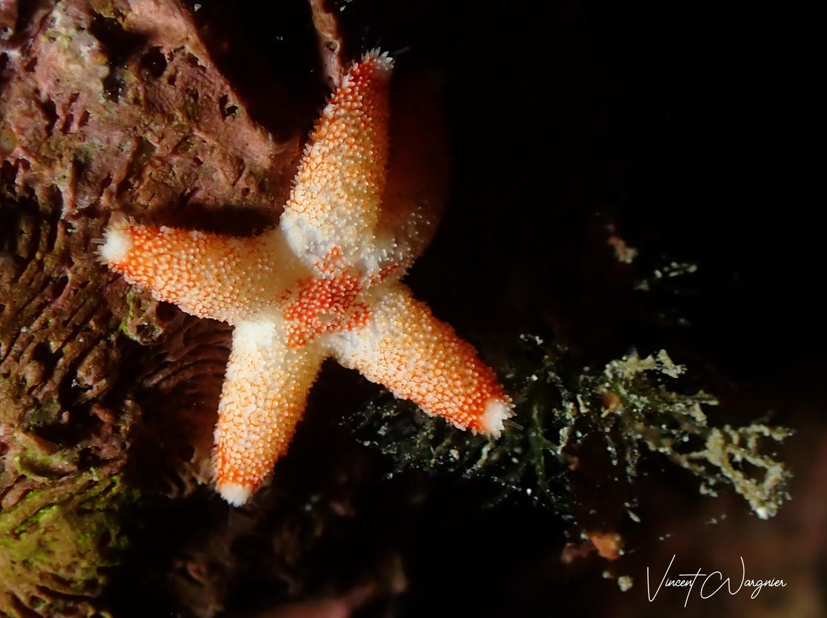 Bonjour, quelqu'un saurait m'identifier cette petite étoile de mer ?