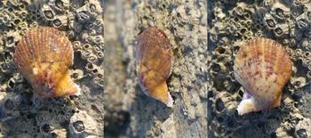 Bonjour, qui est ce bivalve juvénile 2/3 cm (pectinidae, je crois) SVP ? 