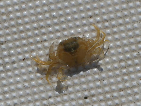 Bonjour, qui est ce petit crabe d'environ 2/3 cm d'envergure SVP ?