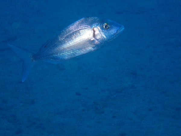 bonjour qui est ce poisson ? merci