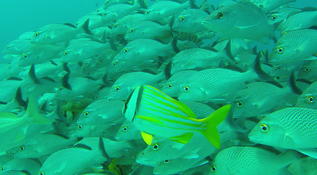 Bonjour,qui pourrait m'aider à identifier ces deux espèces de poisson ? Jaune et les gris