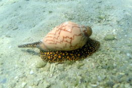 Bonjour,qui pourrait m'aider à identifier cette espèce de coquillage ?