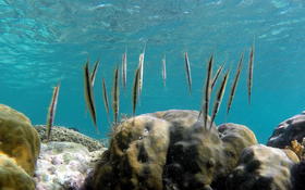 Bonjour,qui pourrait m'aider à identifier cette espèce de poisson ?