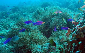 Bonjour,qui pourrait m'aider à identifier cette espèce de poisson ?