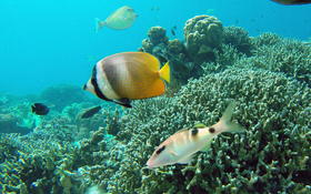 Bonjour,qui pourrait m'aider à identifier cette espèce de poisson ?