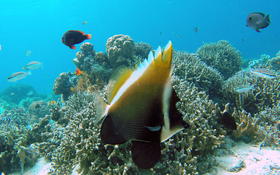 Bonjour,qui pourrait m'aider à identifier cette espèce de poisson ?