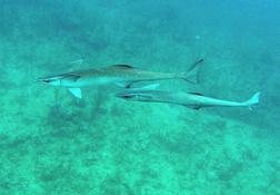 Bonjour,qui pourrait m'aider à identifier cette espèce de poisson ?