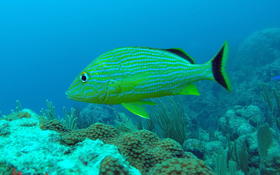 Bonjour,qui pourrait m'aider à identifier cette espèce de poisson ?