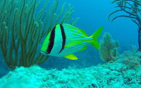 Bonjour,qui pourrait m'aider à identifier cette espèce de poisson ?