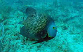 Bonjour,qui pourrait m'aider à identifier cette espèce de poisson ?