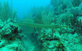 Bonjour,qui pourrait m'aider à identifier cette espèce de poisson ?