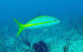 Bonjour,qui pourrait m'aider à identifier cette espèce de poisson ?