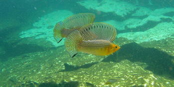 Bonjour,qui pourrait m'aider à identifier cette espèce de poisson ?