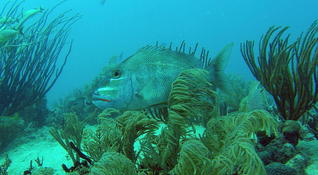 Bonjour,qui pourrait m'aider à identifier cette espèce de poisson ?