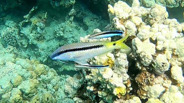 Bonjour,qui pourrait m'aider à identifier cette espèce de poisson ?