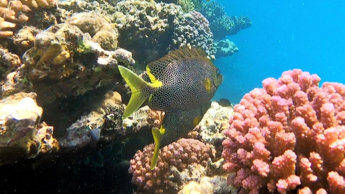 Bonjour,qui pourrait m'aider à identifier cette espèce de poisson ?