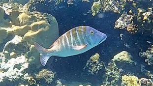 Bonjour,qui pourrait m'aider à identifier cette espèce de poisson ?