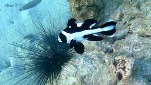 Bonjour,qui pourrait m'aider à identifier cette espèce de poisson ?