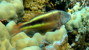 Bonjour,qui pourrait m'aider à identifier cette espèce de poisson ?