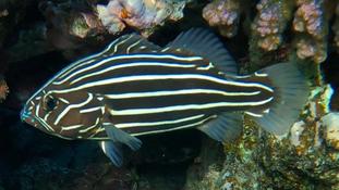 Bonjour,qui pourrait m'aider à identifier cette espèce de poisson ?