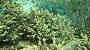 Bonjour,qui pourrait m'aider à identifier cette espèce de poisson ? 