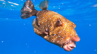 Bonjour,qui pourrait m'aider à identifier cette espèce de poisson coffre ?