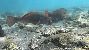 Bonjour,qui pourrait m'aider à identifier cette espèce de poisson Péroquet ?