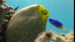 Bonjour,qui pourrait m'aider à identifier cette étrange chose et cette espèce de poisson