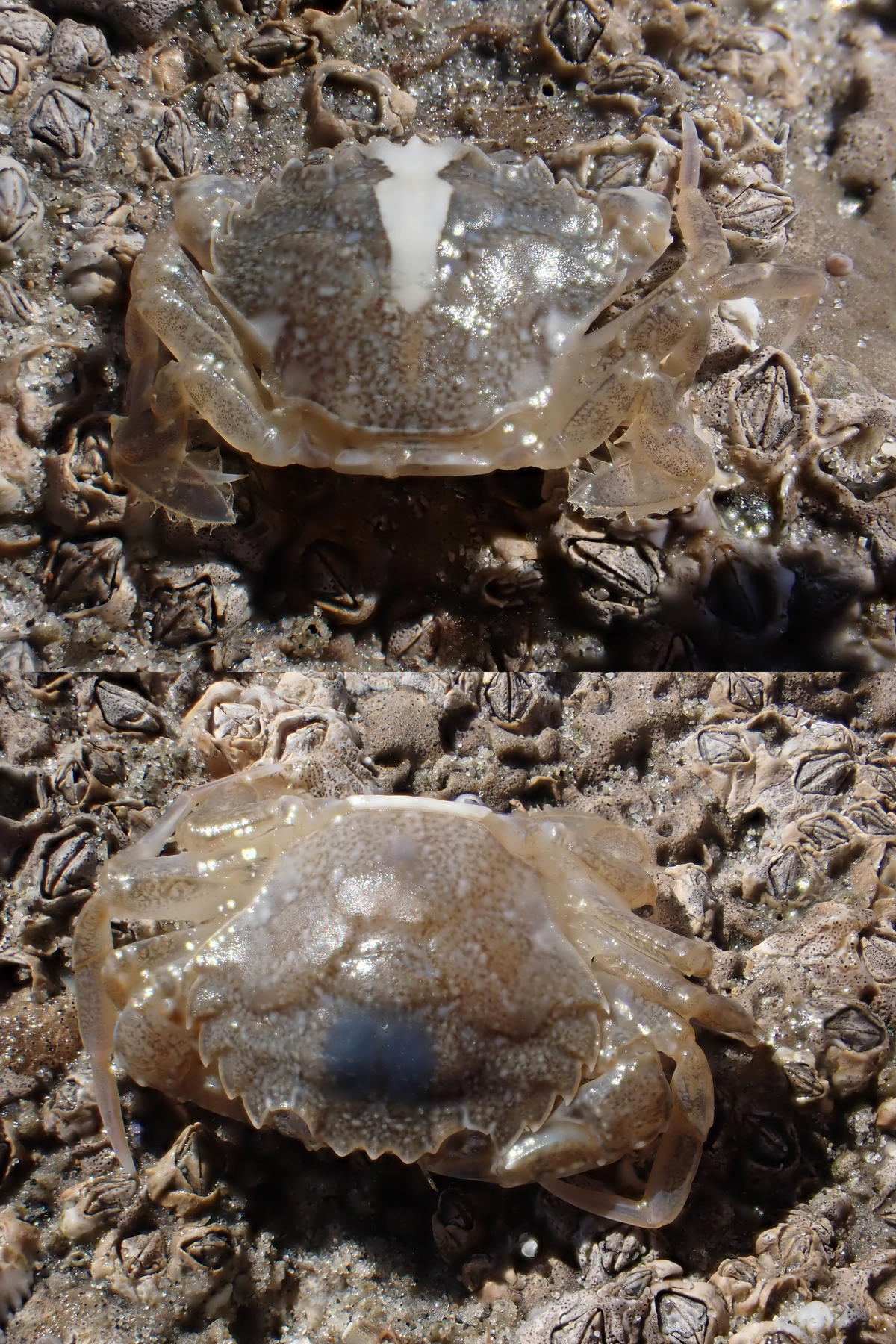 Bonjour, sont-ils de la même espèce et laquelle (si non, lesquelles) SVP ?