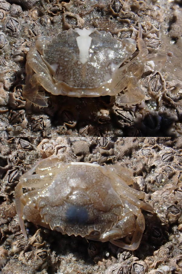 Bonjour, sont-ils de la même espèce et laquelle (si non, lesquelles) SVP ?