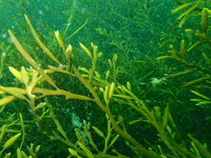 bonjour une cousine probable de Posidonia, à fleurs et bretonne mais quelle espèce