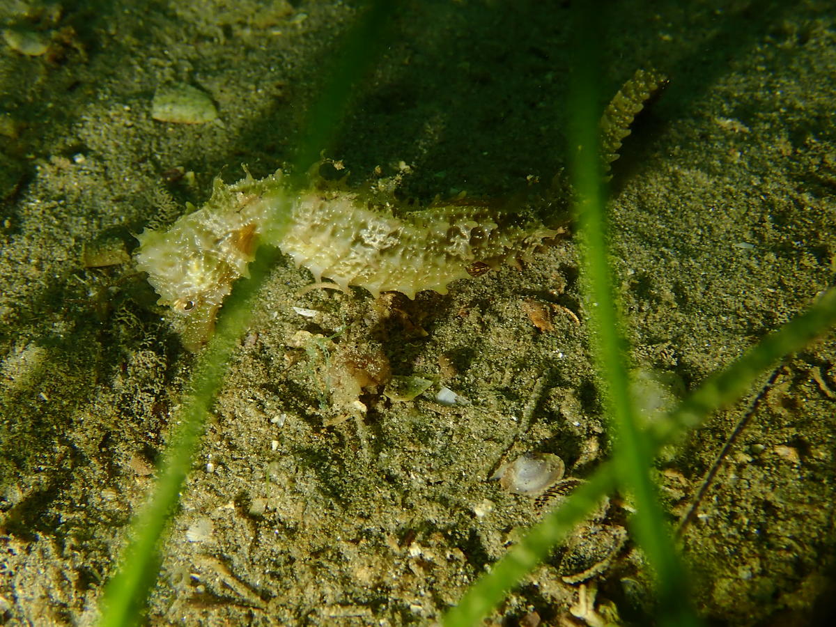 <p>Salut Guillaume,</p><p>Mollusque ou crustacé: voici un autre exemple de blablafish sur hippocampe à Thau.</p>